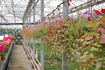 Markham Grange Nursery 2