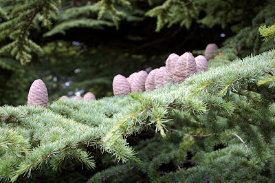 Cones