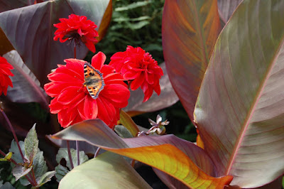 Butterfly on dahlia next to Canna leaf