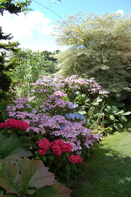 Hydrangea border