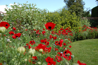 Poppies border