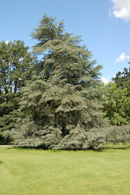 Landscape tree 1