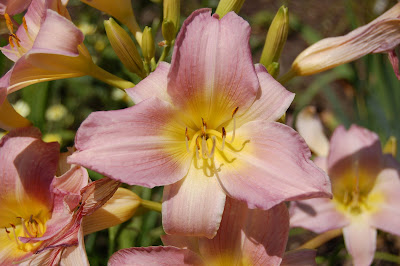 Lilly blooms