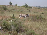 picture 026.jpg