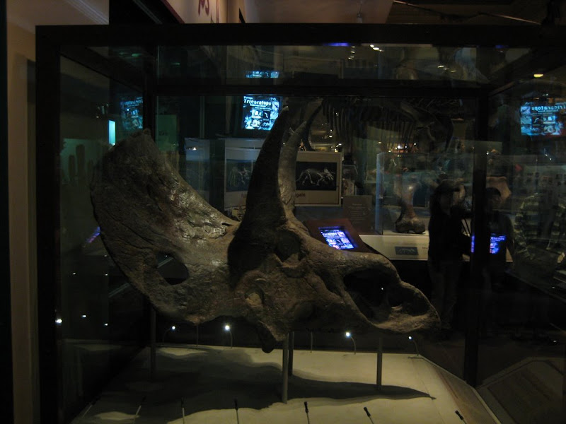 Steg