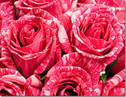 valentines day rose. for Valentine#39;s Day.