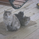 Fluffy & Kittens, Snickers and Scooter