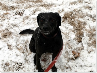 Beau in the snow!     
