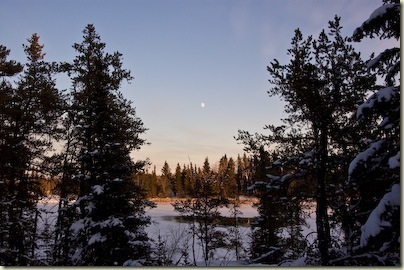 Forest Moon