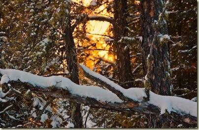 Forest Sunset