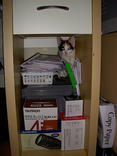 pixel under desk