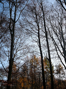 Ede Veluwe