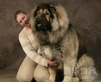 Biggest   World Hercules on The World Largest Dogs
