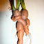 lanceball's Carrots