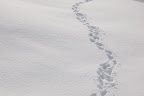 Tracks in fresh snow. 