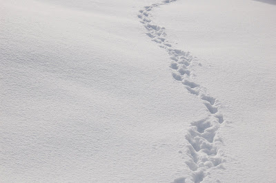 Tracks in fresh snow. 
