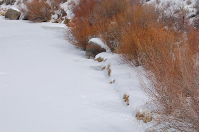 Red willow stems contrast against snowy river bank. 
