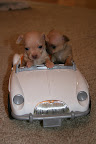 Chihuahua puppies go for a ride in their little convertible. From Cute Overload.com