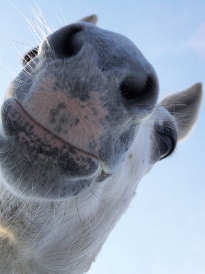 Soft, velvety horse nose.