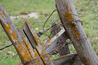 Old wire entwined, lichen encrusted fence in Riggins, Idaho