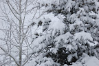 Snowy trees - still winter in Hailey Idaho.