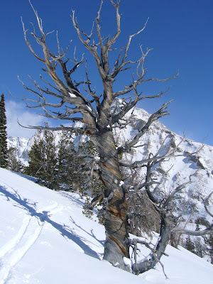 Twisty old tree trunk, near Sun Valley, ID. 