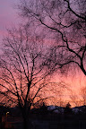 Bare trees silhouette against salmon and magenta sunrise. Photo by Raymond Chambers