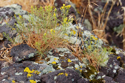 Sage, moss & lichen on rock,  near Twin Falls, ID - Photo by Lisa Callagher Onizuka