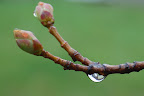 Spring buds and dew drop. 