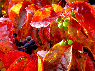 Glossy red leaves, purple & green berries of fall vine, Boise ID. 
