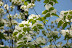 Dogwood blossoms, Boise ID. 