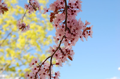 Pink spring blossoms. 