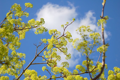 Yellow-green spring blossoms and sky. 