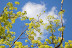 Yellow-green spring blossoms and sky. 