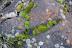 Moss and lichen on rock near Riggins, ID. 