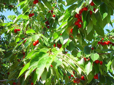Mmmm - cherries on the tree. Boise, ID. 