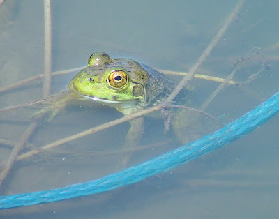 Big eyed frog in trout pond near Bodega Bay, CA. 