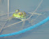 Big eyed frog in trout pond near Bodega Bay, CA. 