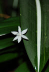 White star flower and white striped leaf. San Francisco Conservatory of Flowers. Photo by Raymond R. Chambers