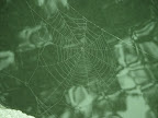 Spider web over pond - Bakersfield, CA. 
