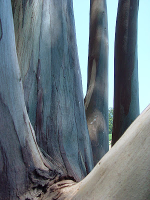 smooth sycamore trunks, near trout pond east of Bodega Bay, CA. 