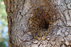 Bees at hive entrance hidden in old oak - San Jose CA. 