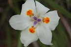 White Iris. Photo by Lisa Callagher Onizuka