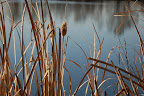 Dry cattail reeds against pond reflection. Photo by Lisa Callagher Onizuka