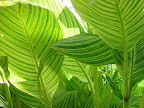 Big striped leaves. San Francisco Conservatory of Flowers. 