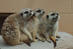 Meercat family snuggling. 