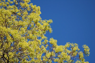 Spring maple against blue blue blue sky. Photo by Lisa Callagher Onizuka