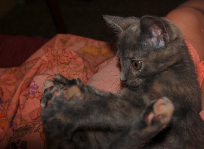 Grey kitten catching her own paws. 