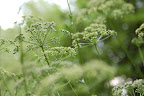 Dill Weed Seed - photo by Molly Callagher