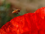 Honey bee hovering over bright red poppy petals. 